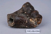 臺史博典藏網 水牛左側肱骨遠端化石 縮圖