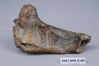 水牛左側脛骨遠端化石