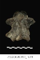水牛樞椎化石(部分)